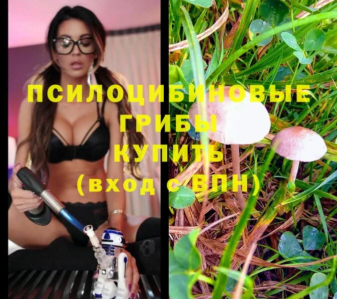 Псилоцибиновые грибы Magic Shrooms  Зверево 